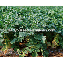 MR03 Xibai high cold resistance long radish seeds for planting